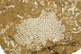 Ordovician Kukersite Oil Shale with Bryozoan Fossils - Russia #369580-2